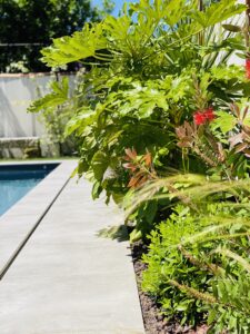 Aménagement d&rsquo;un jardin paysager à Bègles