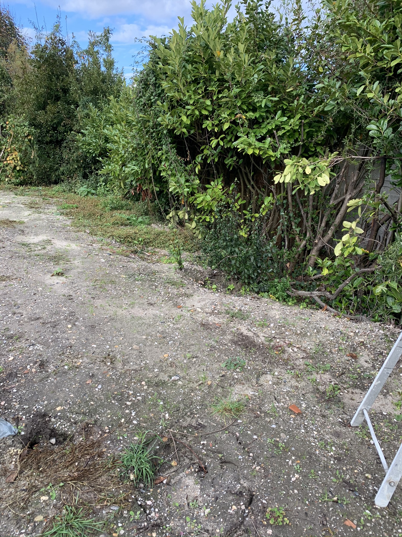 Création intégrale d&rsquo;un jardin à Pessac