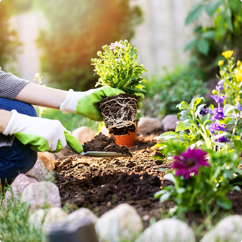 Jardinage printanier : Planter une fleur aux racines saines. Jardinier ganté de vert tient une jeune plante aux racines bien développées au-dessus du sol. Plantation de fleurs au soleil.