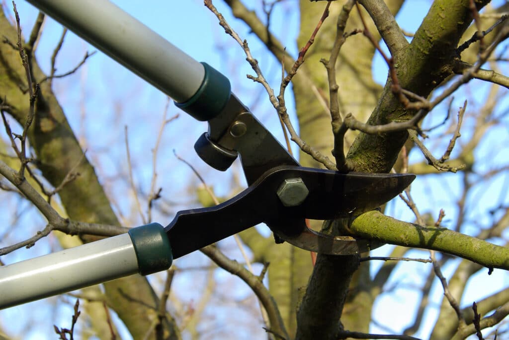 Taille d'arbre : Sécateur professionnel coupant une branche Gros plan d'un sécateur à long manche coupant une branche d'arbre moussue. Travail de taille en hiver sous un ciel bleu clair.